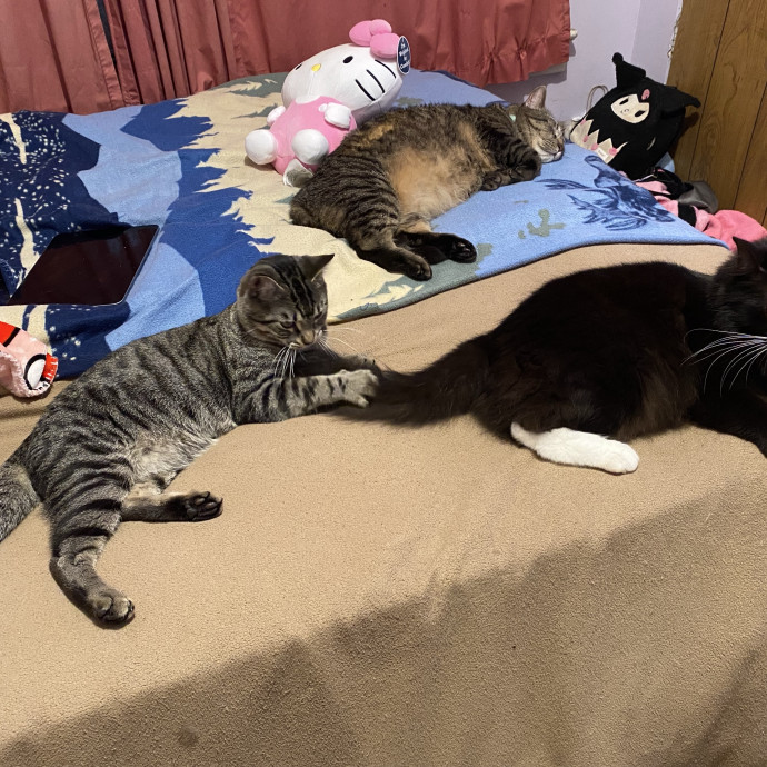 Compassionate Cat Sitter With Much Love