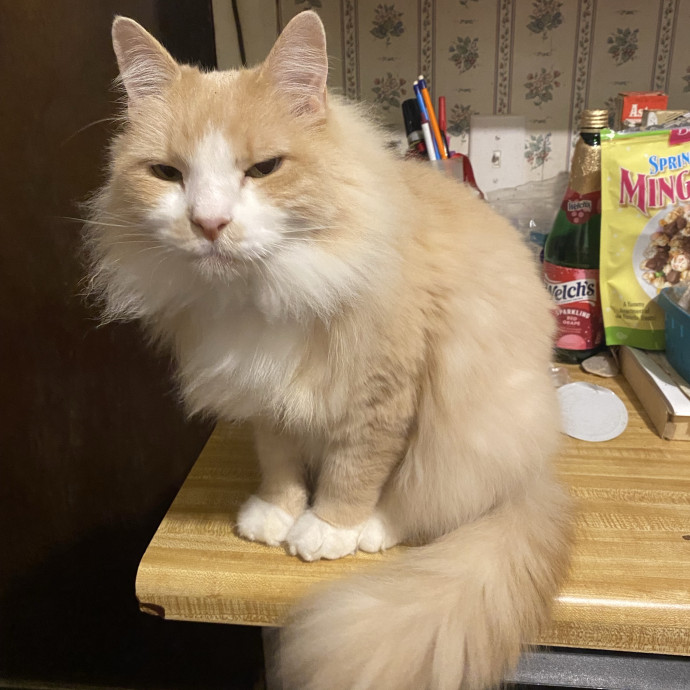 Compassionate Cat Sitter With Much Love photo 2