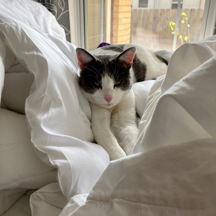 Loving Cat Sitter In Austin Texas
