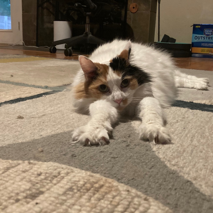 Loving Cat Sitter In Austin Texas