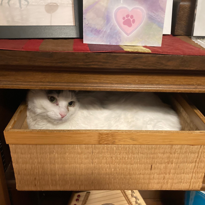 Loving Cat Sitter In Austin Texas