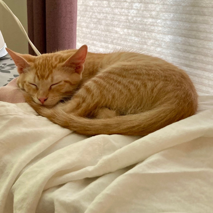 Loving Cat Sitter In Austin Texas