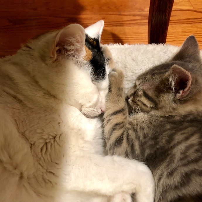 Loving Cat Sitter In Austin Texas