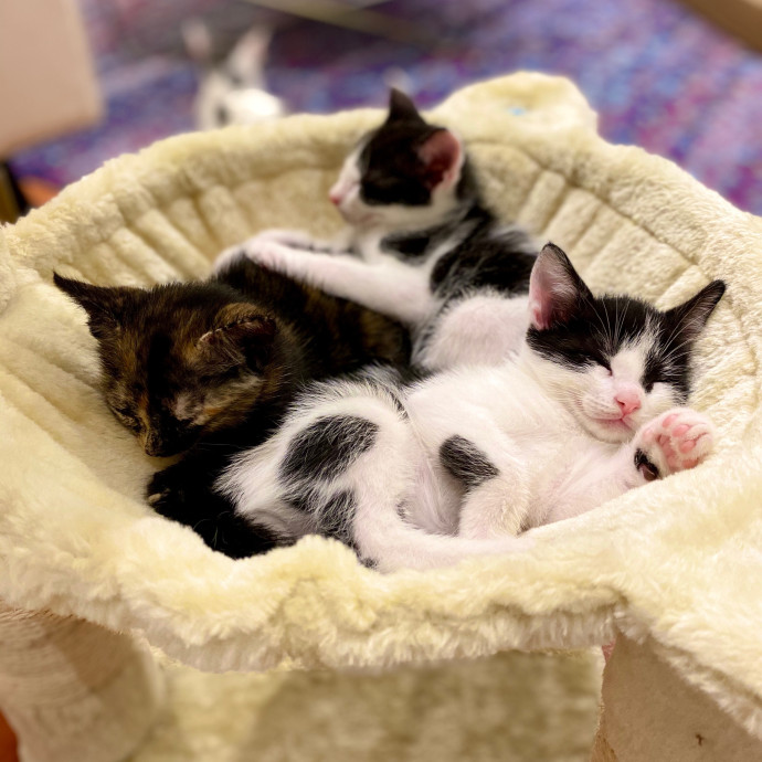 Loving Cat Sitter In Austin Texas
