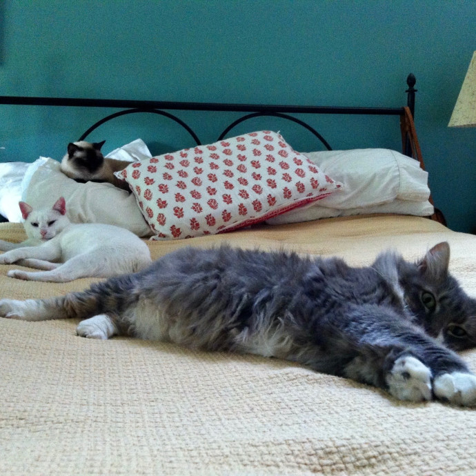 Loving Cat Sitter In Austin Texas