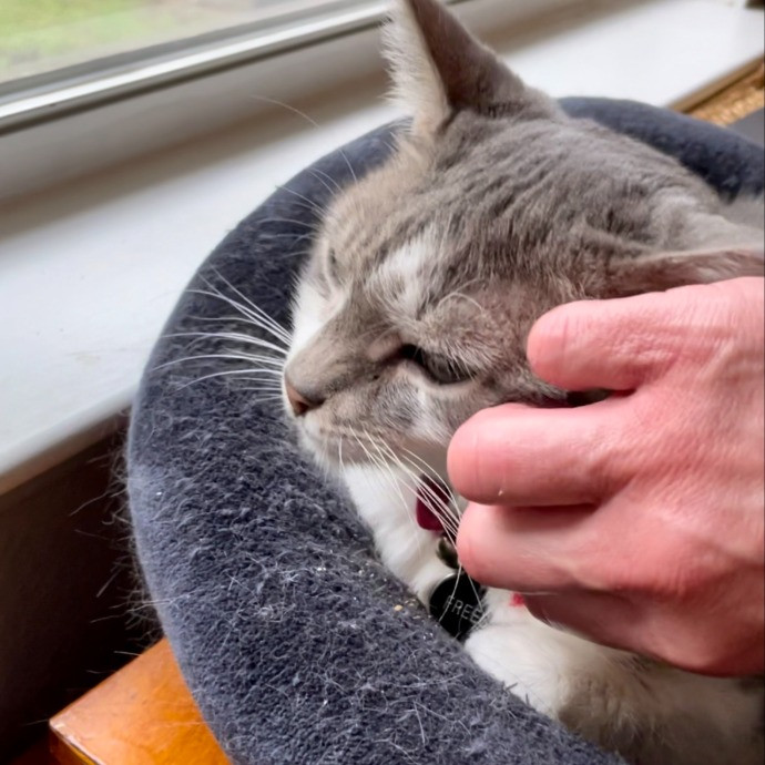 Loving Cat Sitter In Austin Texas