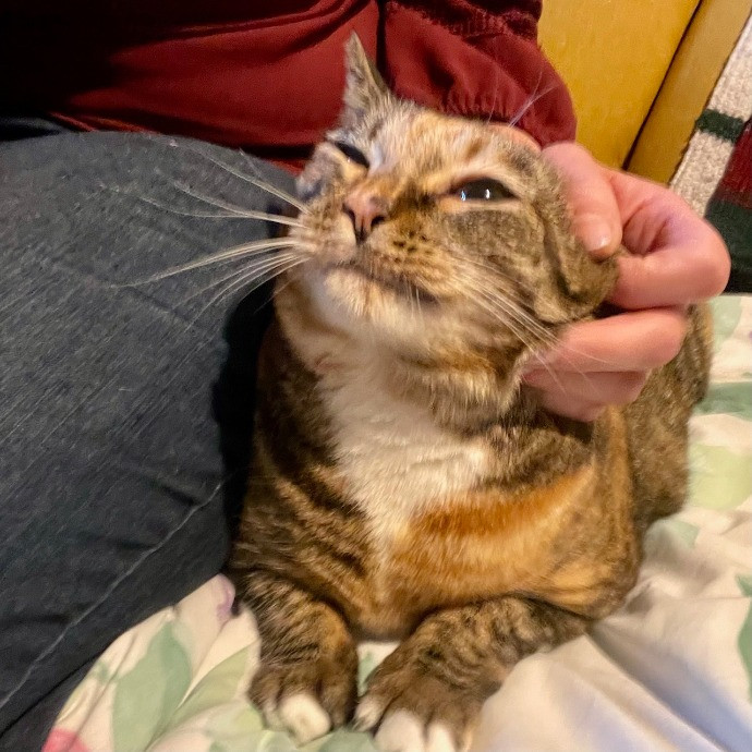 Loving Cat Sitter In Austin Texas