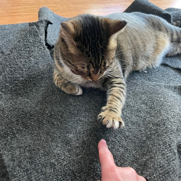 Loving Cat Sitter In Austin Texas