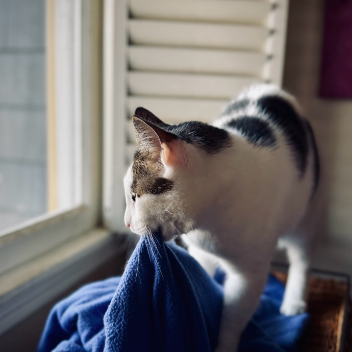 Loving Cat Sitter In Austin Texas