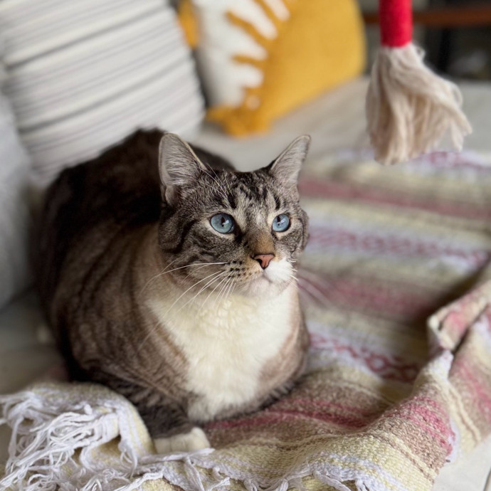 Loving Cat Sitter In Austin Texas
