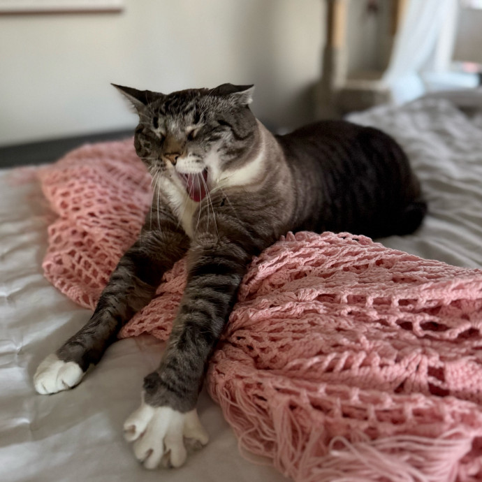 Loving Cat Sitter In Austin Texas