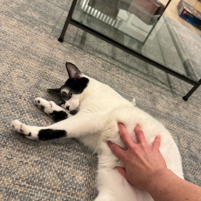 Loving Cat Sitter In Austin Texas photo 3