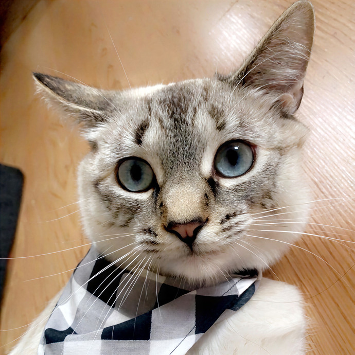 Jayme's Cat Sitting