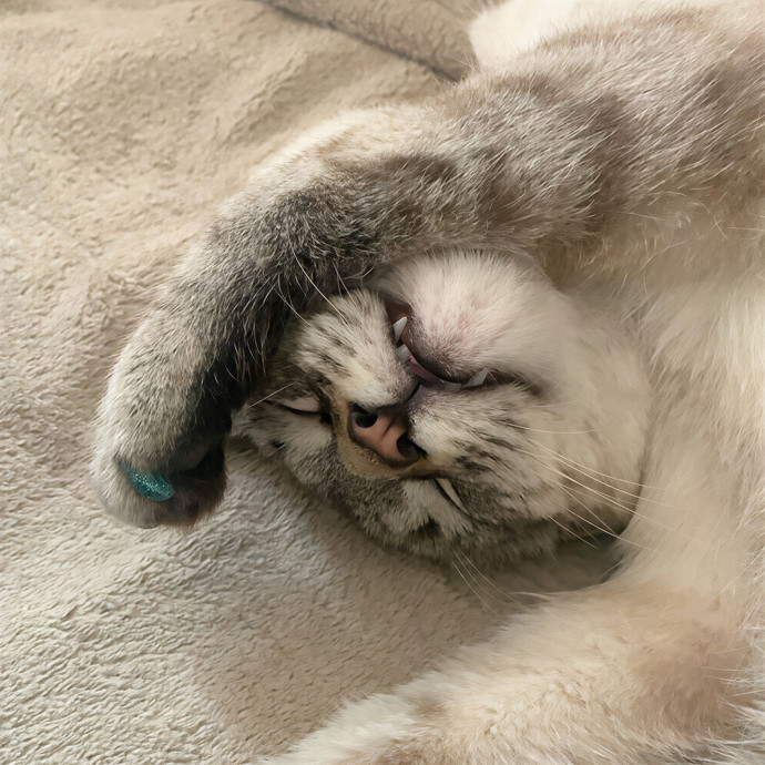 Jayme's Cat Sitting