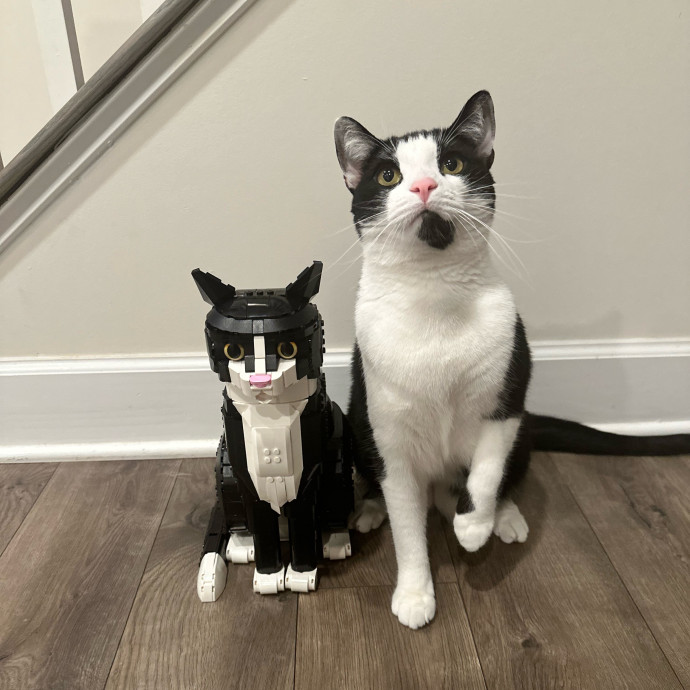 Jayme's Cat Sitting photo 3