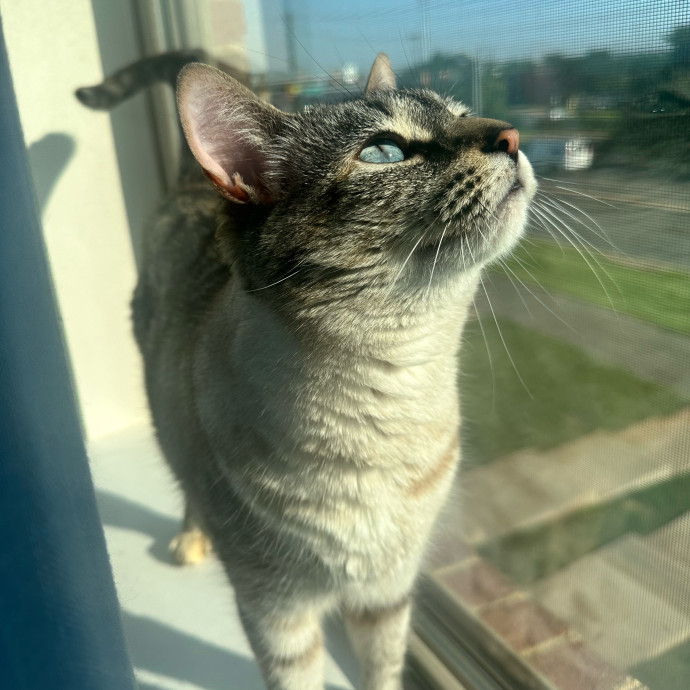 Jayme's Cat Sitting photo 2