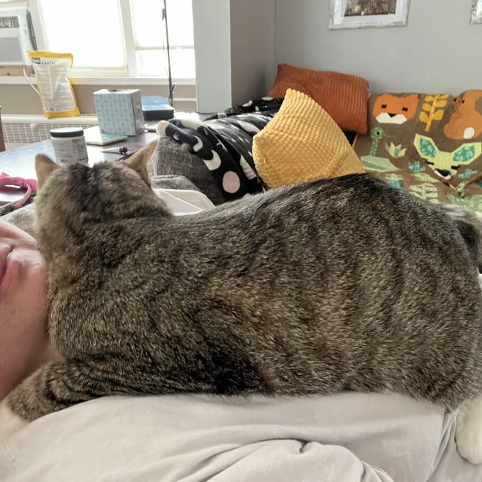 Your Cat's Best Friend
