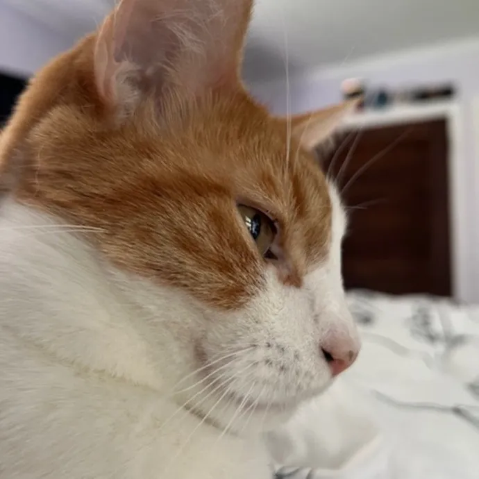 Emmie The Cat Whisperer