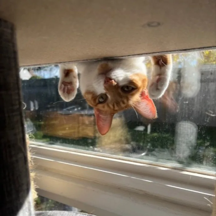 Emmie The Cat Whisperer