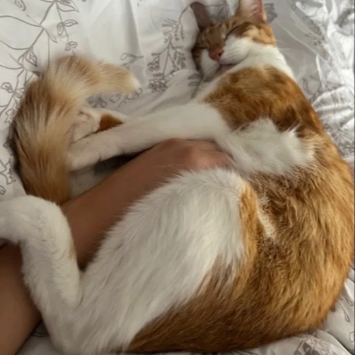 Emmie The Cat Whisperer