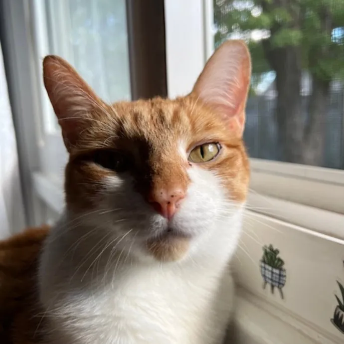 Emmie The Cat Whisperer