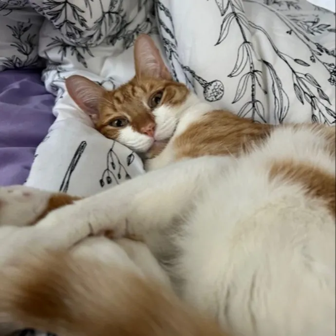 Emmie The Cat Whisperer