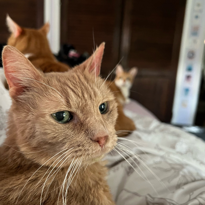 Emmie The Cat Whisperer photo 3