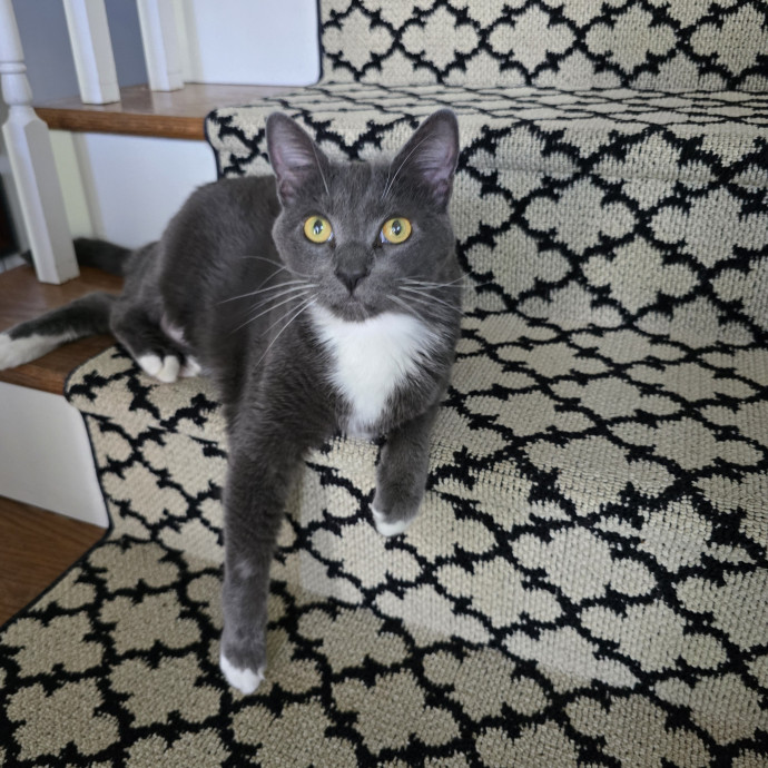 The Cats Meow Superb Cat Care