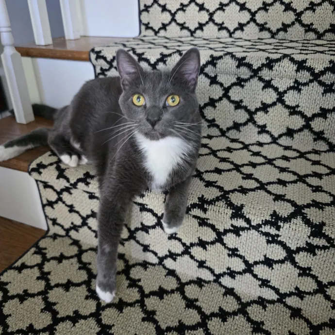 The Cats Meow Superb Cat Care
