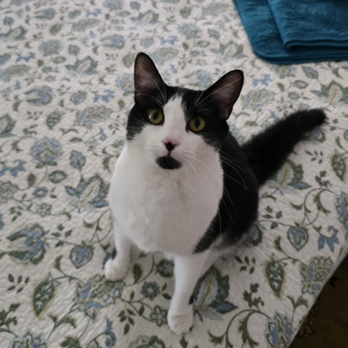 The Cats Meow Superb Cat Care