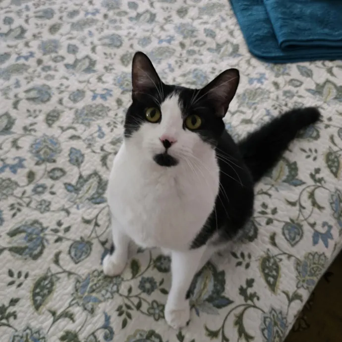 The Cats Meow Superb Cat Care