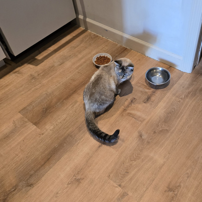 The Cats Meow Superb Cat Care