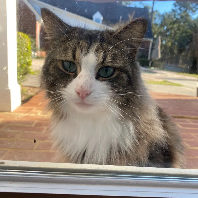 The Cats Meow Superb Cat Care photo 3