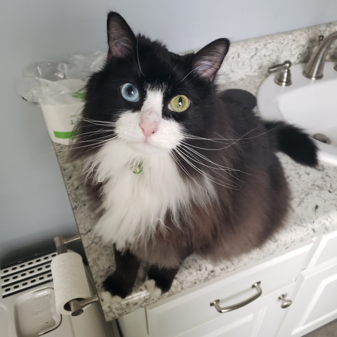 The Cats Meow Superb Cat Care photo 2