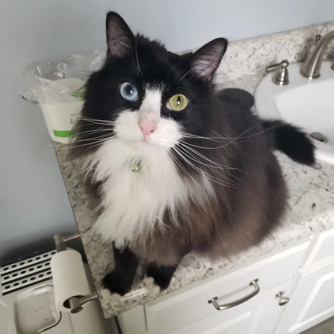 The Cats Meow Superb Cat Care photo 2
