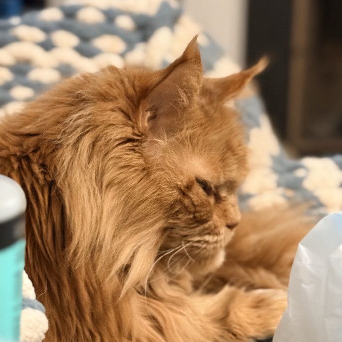 Where Pets Are Family