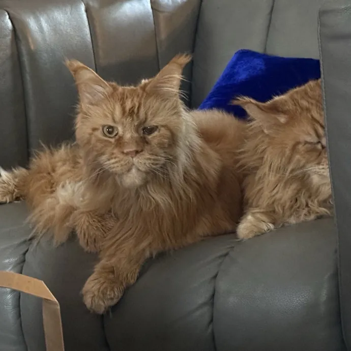Where Pets Are Family