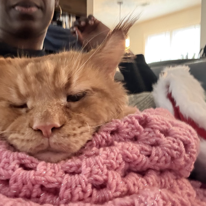 Where Pets Are Family
