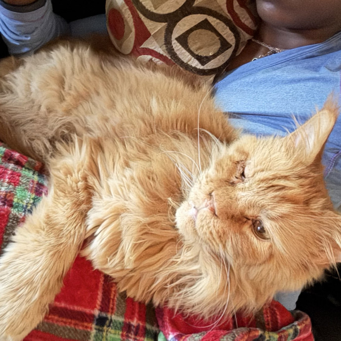 Where Pets Are Family