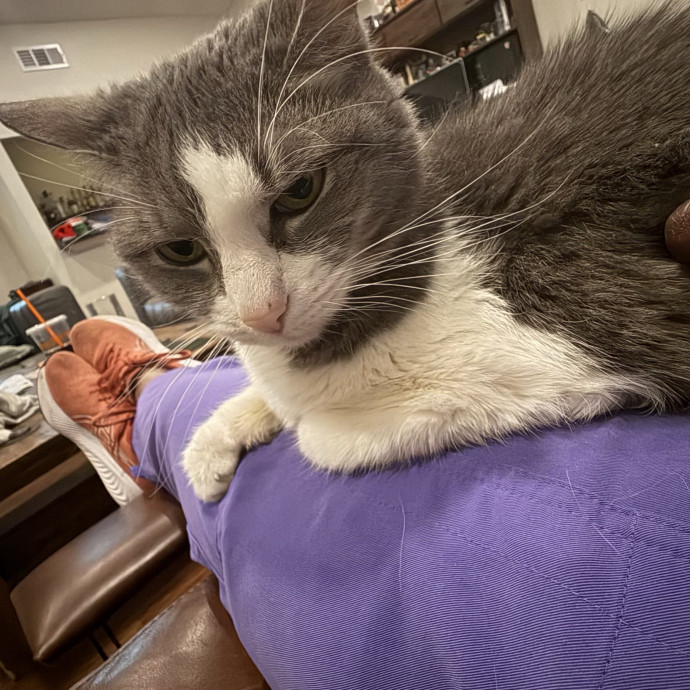 Where Pets Are Family