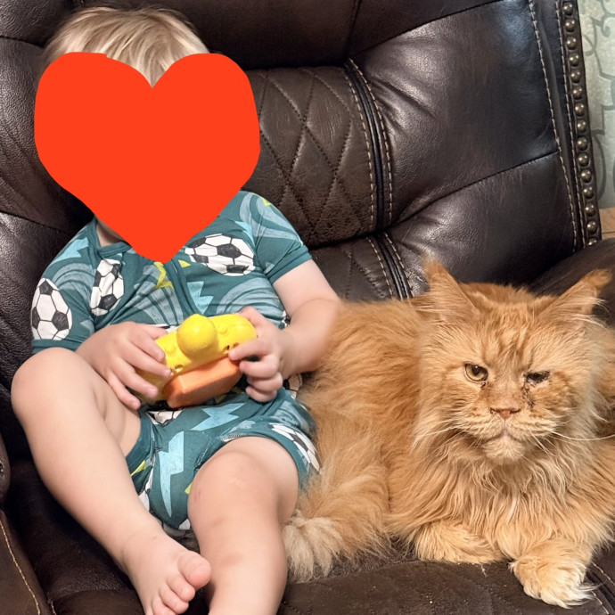 Where Pets Are Family