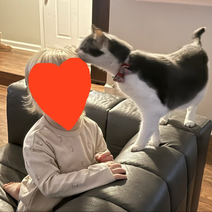 Where Pets Are Family