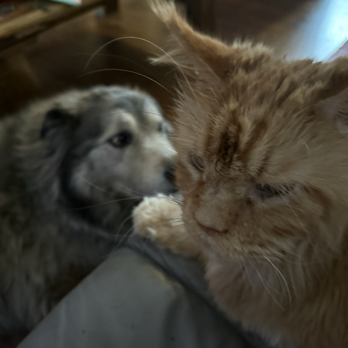 Where Pets Are Family