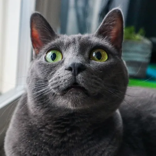 The Purr-Fect Cat Sitter For You