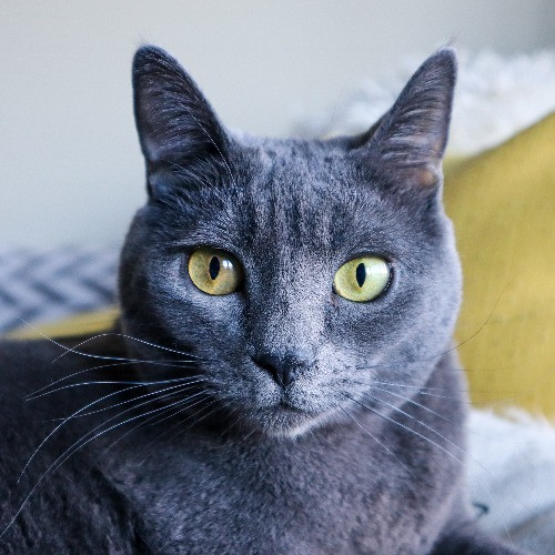 The Purr-Fect Cat Sitter For You