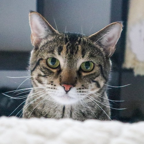 The Purr-Fect Cat Sitter For You