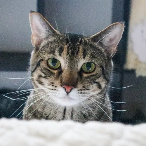 The Purr-Fect Cat Sitter For You