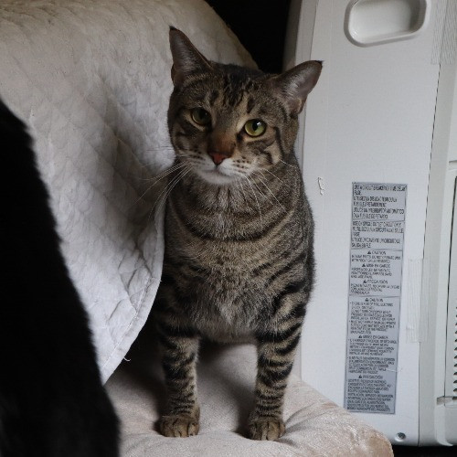 The Purr-Fect Cat Sitter For You