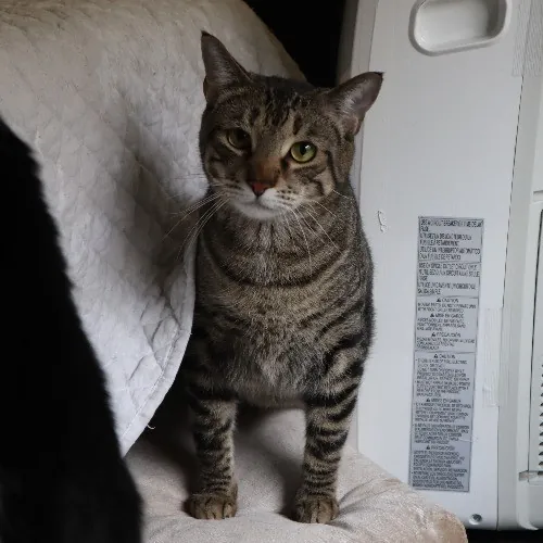 The Purr-Fect Cat Sitter For You