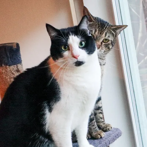 The Purr-Fect Cat Sitter For You